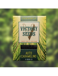 Victory Seeds - Auto Caramelino - 1