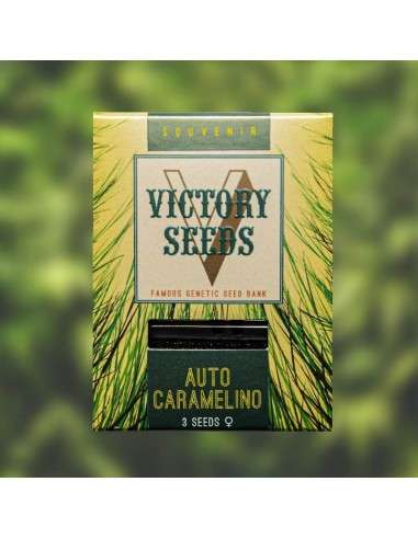 Victory Seeds - Auto Caramelino - 1