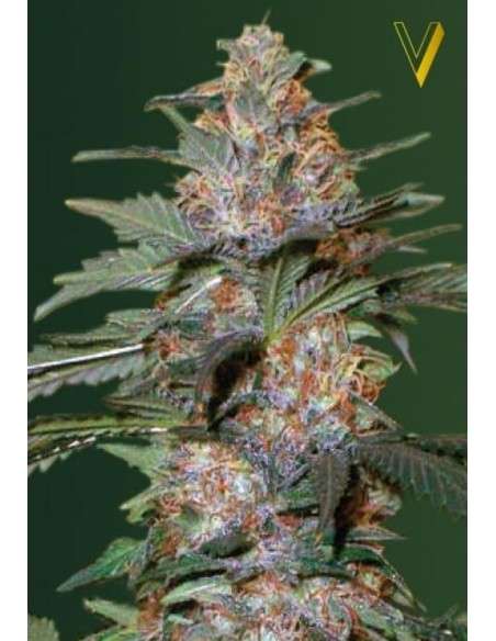Victory Seeds - Auto Caramelino - 2