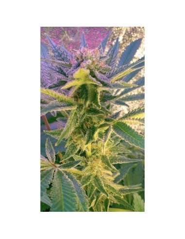 NIRVANA - Blue Mystic Auto - 4