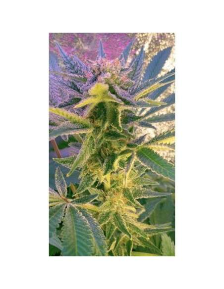 NIRVANA - Blue Mystic Auto - 4
