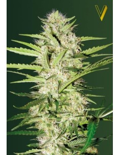 Victory Seeds - Auto Parmesan - 1 2
