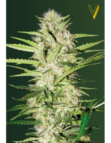 Victory Seeds - Auto Parmesan - 2