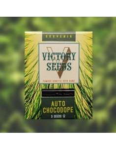 Victory Seeds - Auto Chocodope - 1