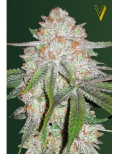 Victory Seeds - Auto Chocodope - 1 2