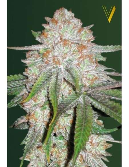 Victory Seeds - Auto Chocodope - 2