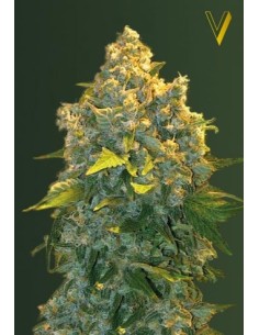 Victory Seeds - Auto Chronic Monster XXL - 1 2