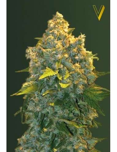 Victory Seeds - Auto Chronic Monster XXL - 2