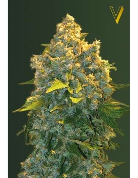 Victory Seeds - Auto Chronic Monster XXL - 2