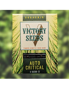 Victory Seeds - Auto Critical - 1