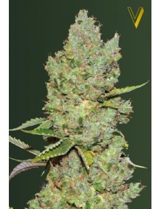Victory Seeds - Auto Critical - 1 2