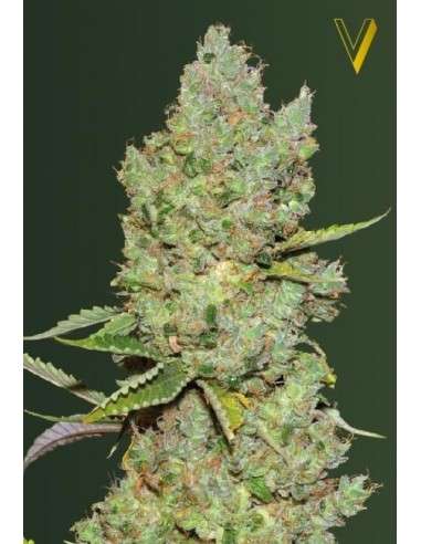 Victory Seeds - Auto Critical - 2