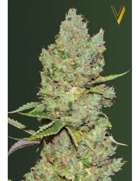 Victory Seeds - Auto Critical - 2