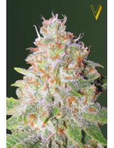 Victory Seeds - Auto Green Wild Shark - 1 2