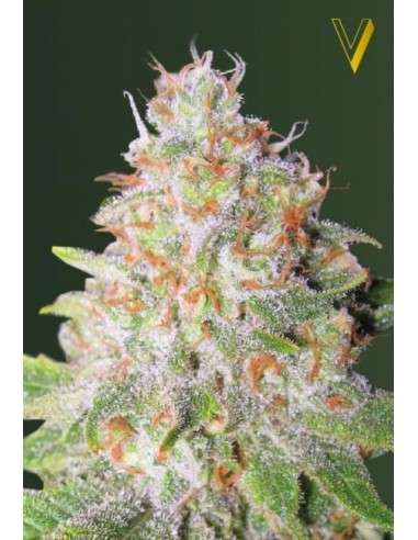 Victory Seeds - Auto Green Wild Shark - 2