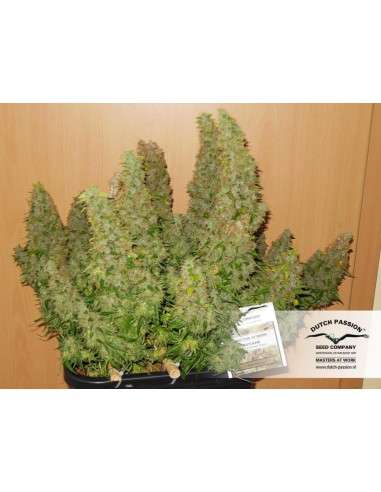 DUTCH PASSION - Auto Mazar - 4