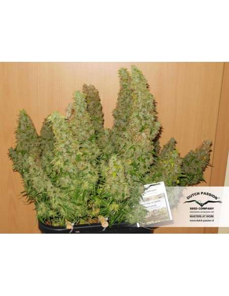 DUTCH PASSION - Auto Mazar - 4