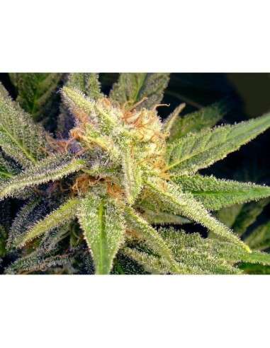 NIRVANA - Blue Mystic Auto - 5