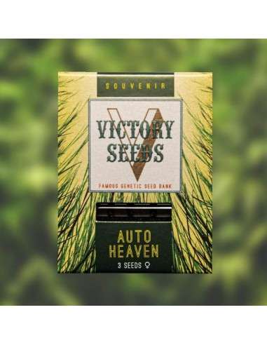 Victory Seeds - Auto Heaven - 1