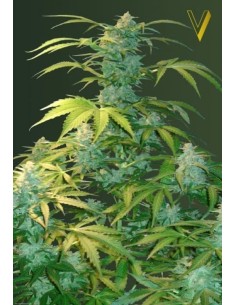 Victory Seeds - Auto Heaven - 1 2