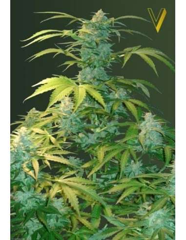 Victory Seeds - Auto Heaven - 2