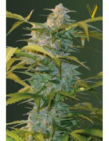 Victory Seeds - Auto Heaven - 3