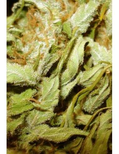 Victory Seeds - Auto Heaven - 4