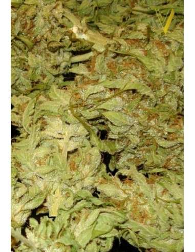 Victory Seeds - Auto Heaven - 5