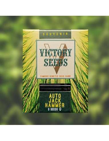 Victory Seeds - Auto Jack Hammer - 1