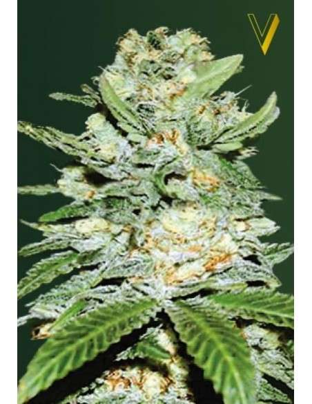 Victory Seeds - Auto Jack Hammer - 2