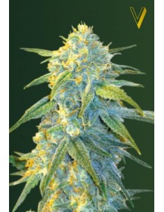 Victory Seeds - Auto Northern Light - 1 2