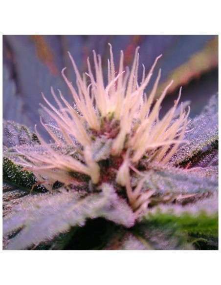 NIRVANA - Blue Mystic Auto - 6