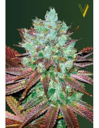 Victory Seeds - Auto NHL Diesel - 2