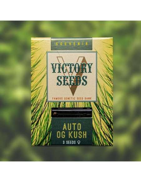 Victory Seeds - Auto OG Kush - 1