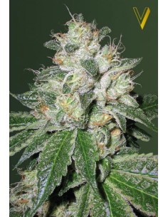 Victory Seeds - Auto OG Kush - 1 2