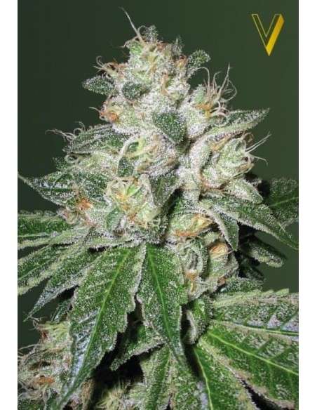 Victory Seeds - Auto OG Kush - 2