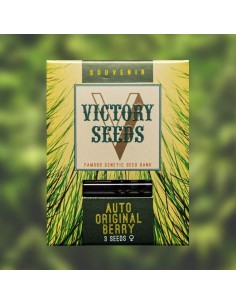 Victory Seeds - Auto Original Berry - 1