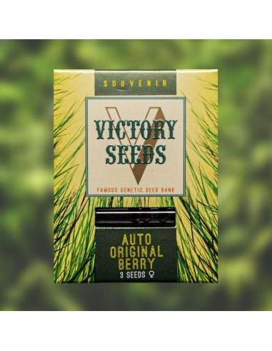 Victory Seeds - Auto Original Berry - 1