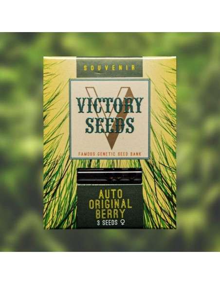 Victory Seeds - Auto Original Berry - 1