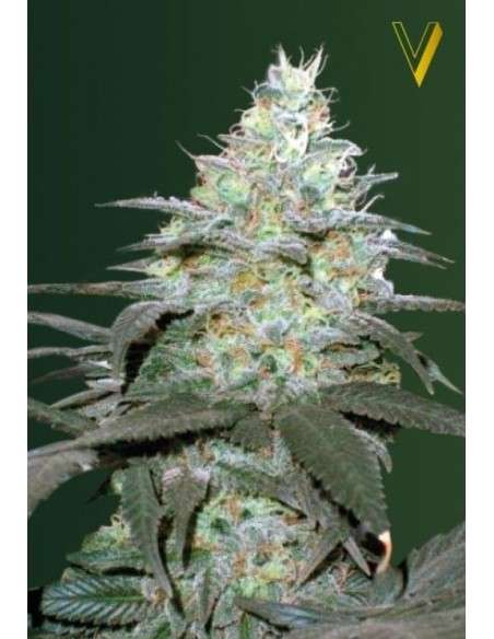 Victory Seeds - Auto Original Berry - 2