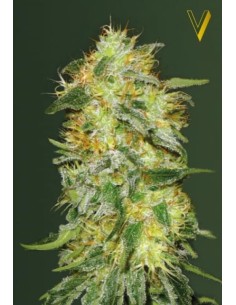 Victory Seeds - Auto Original Limonade Skunk - 1 2