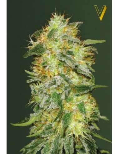 Victory Seeds - Auto Original Limonade Skunk - 2