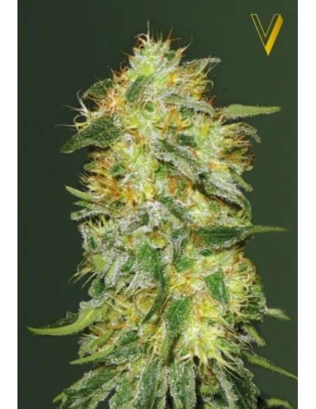 Victory Seeds - Auto Original Limonade Skunk - 2