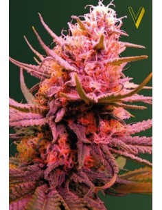 Victory Seeds - Auto Seemango - 1 2