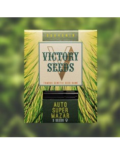 Victory Seeds - Auto Super Mazar - 1