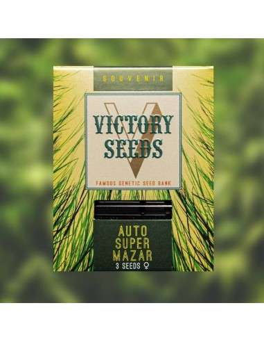 Victory Seeds - Auto Super Mazar - 1