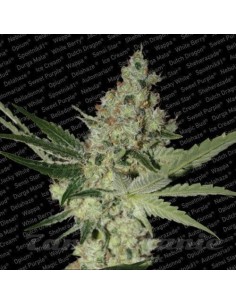 PARADISE SEEDS - Acid - 1