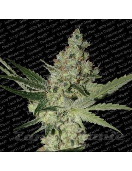PARADISE SEEDS - Acid - 1
