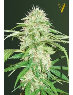 Victory Seeds - Auto Super Mazar - 1 2