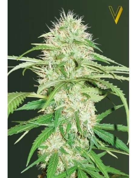 Victory Seeds - Auto Super Mazar - 2
